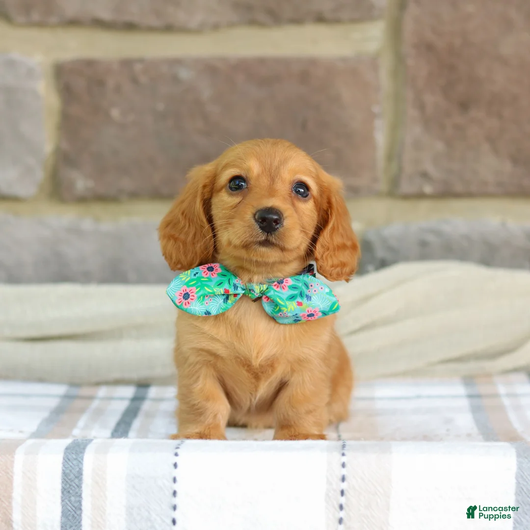 Miniature Dachshund dogs for sale: Opal - Ad 2