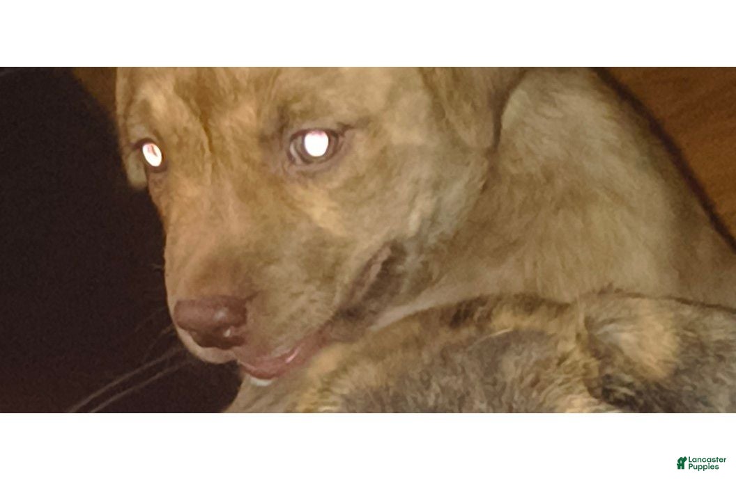 Pitsky dogs Rosie - Ad 4