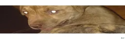 Pitsky dogs for sale: Rosie - Ad 1