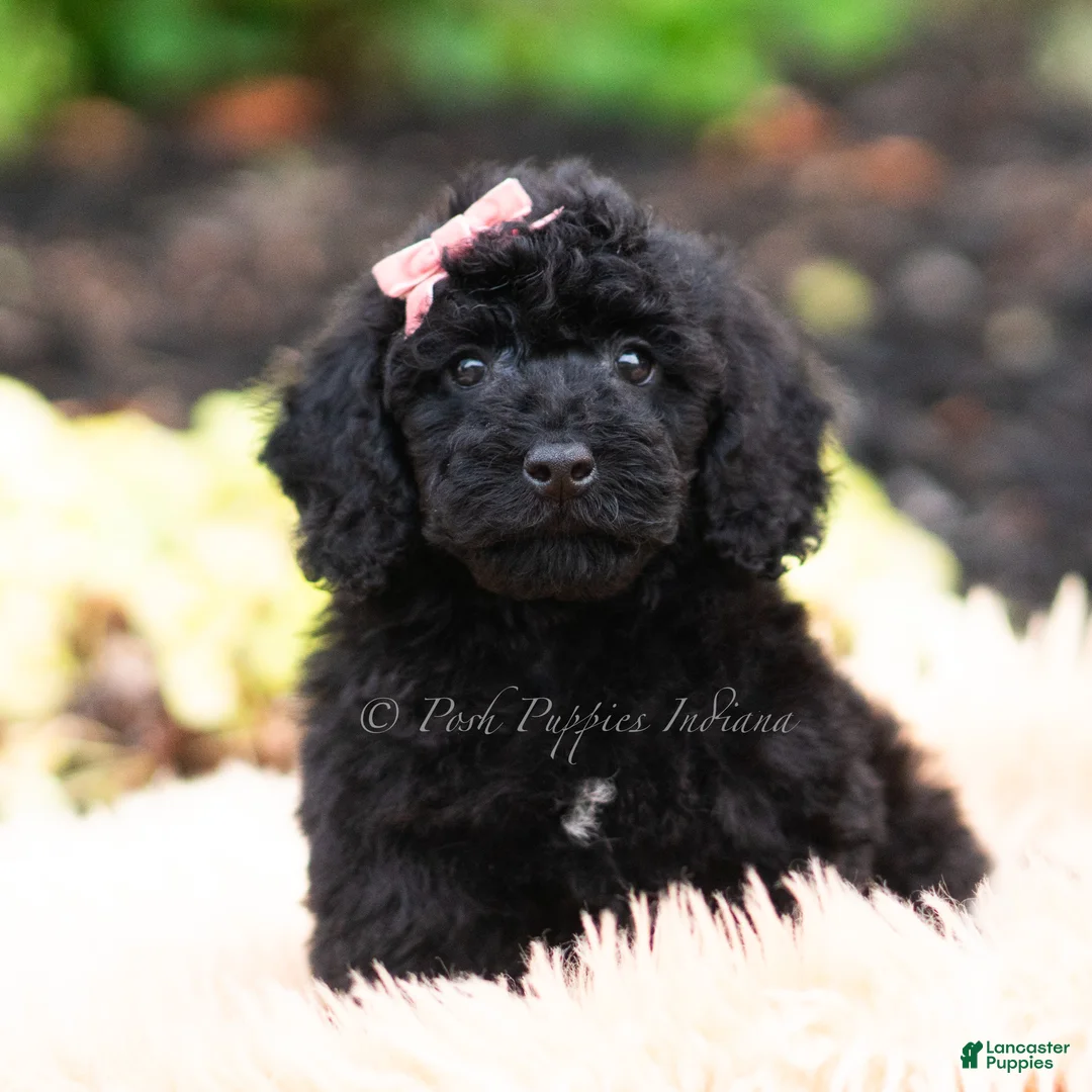 Maltipoo dogs for sale: Lumara - Ad 1