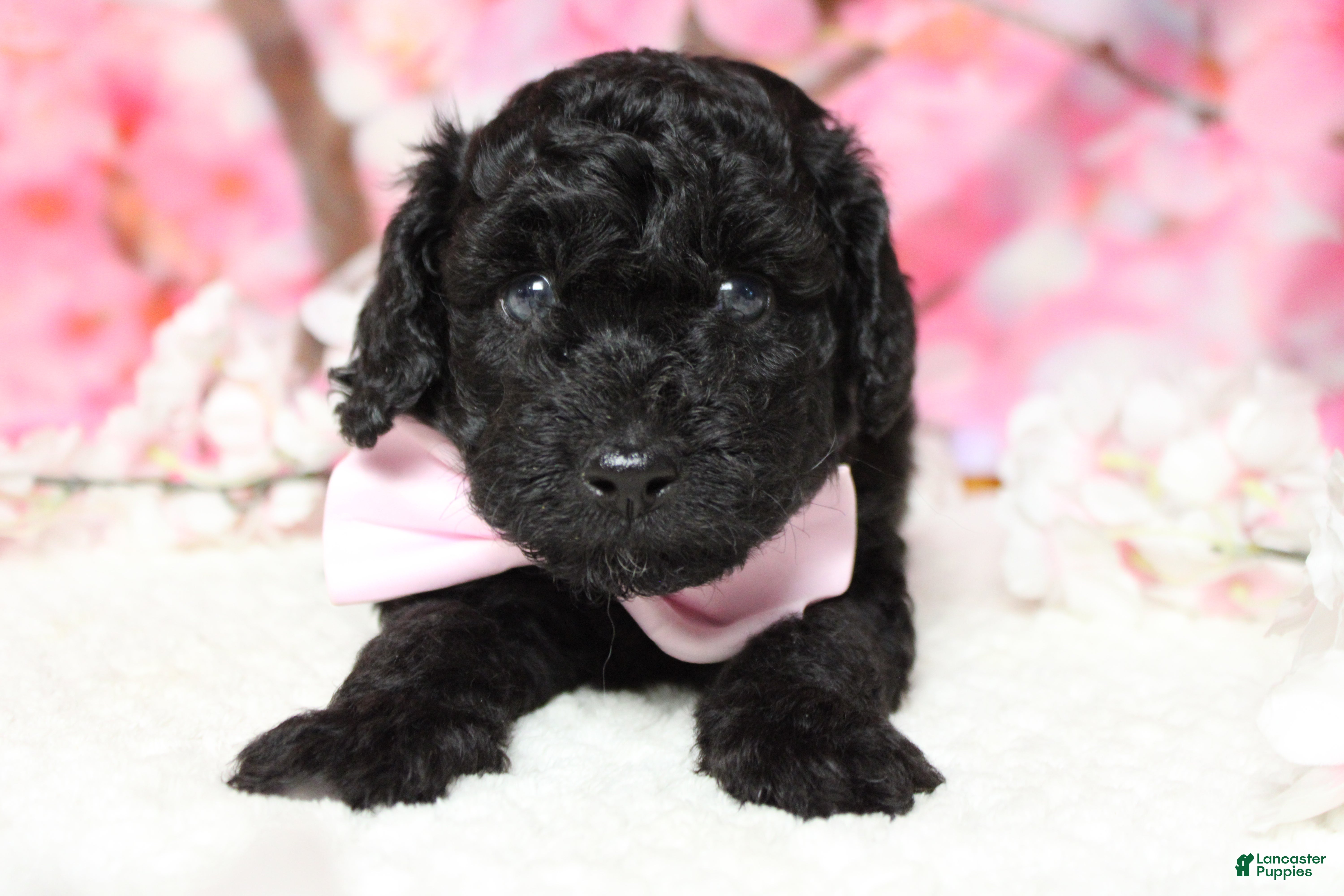 Toy Poodle dogs Dave  - Ad 24