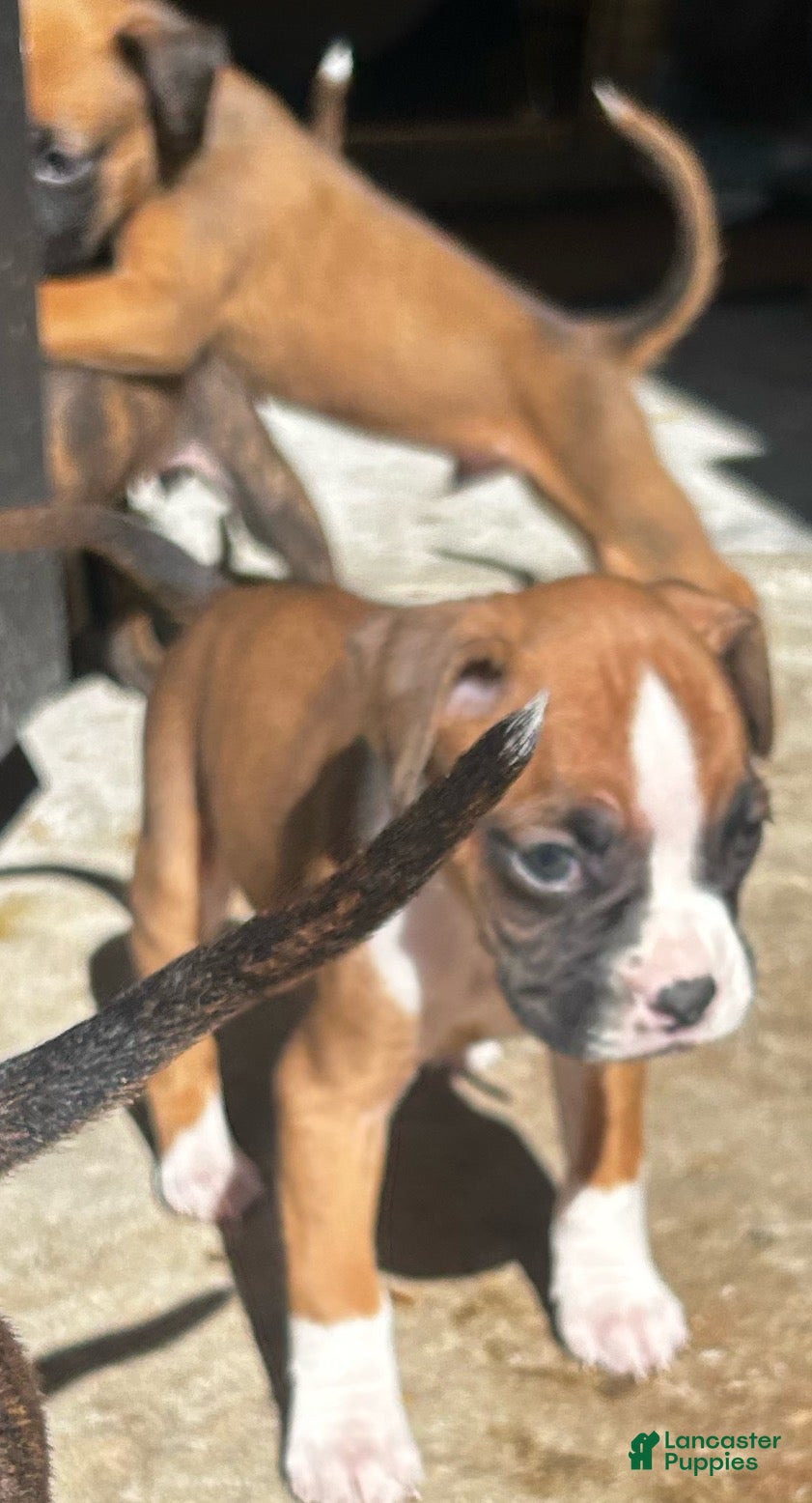 Boxer dogs Boxer 4 - Ad 38