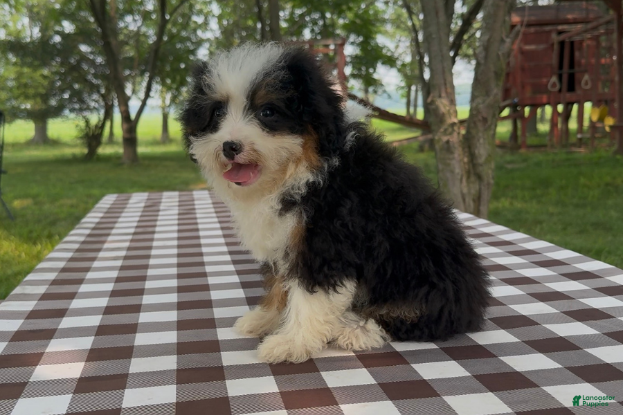 Mini Bernedoodle dogs Bear - Ad 29
