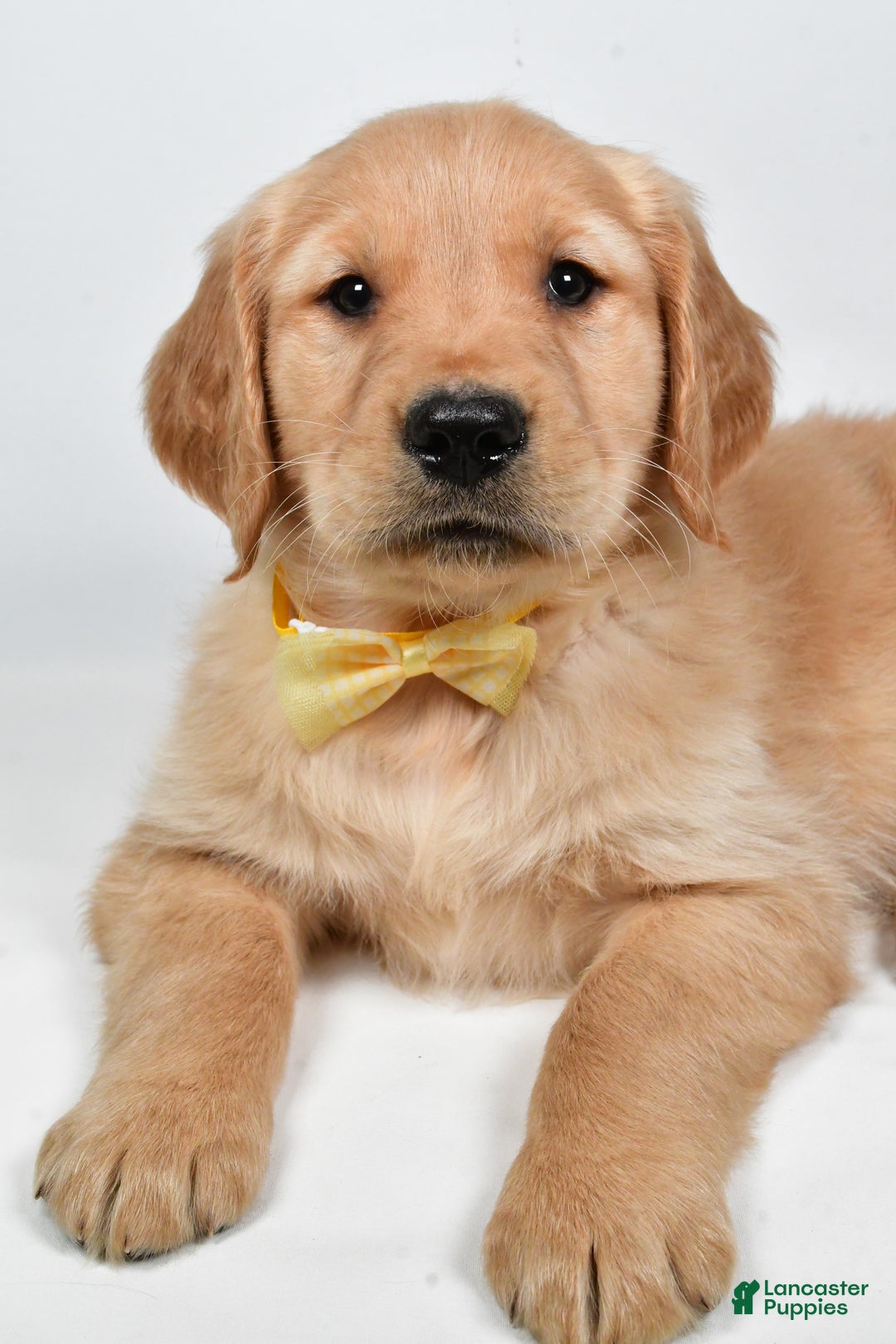 Golden Retriever dogs for sale: Theo - Ad 8