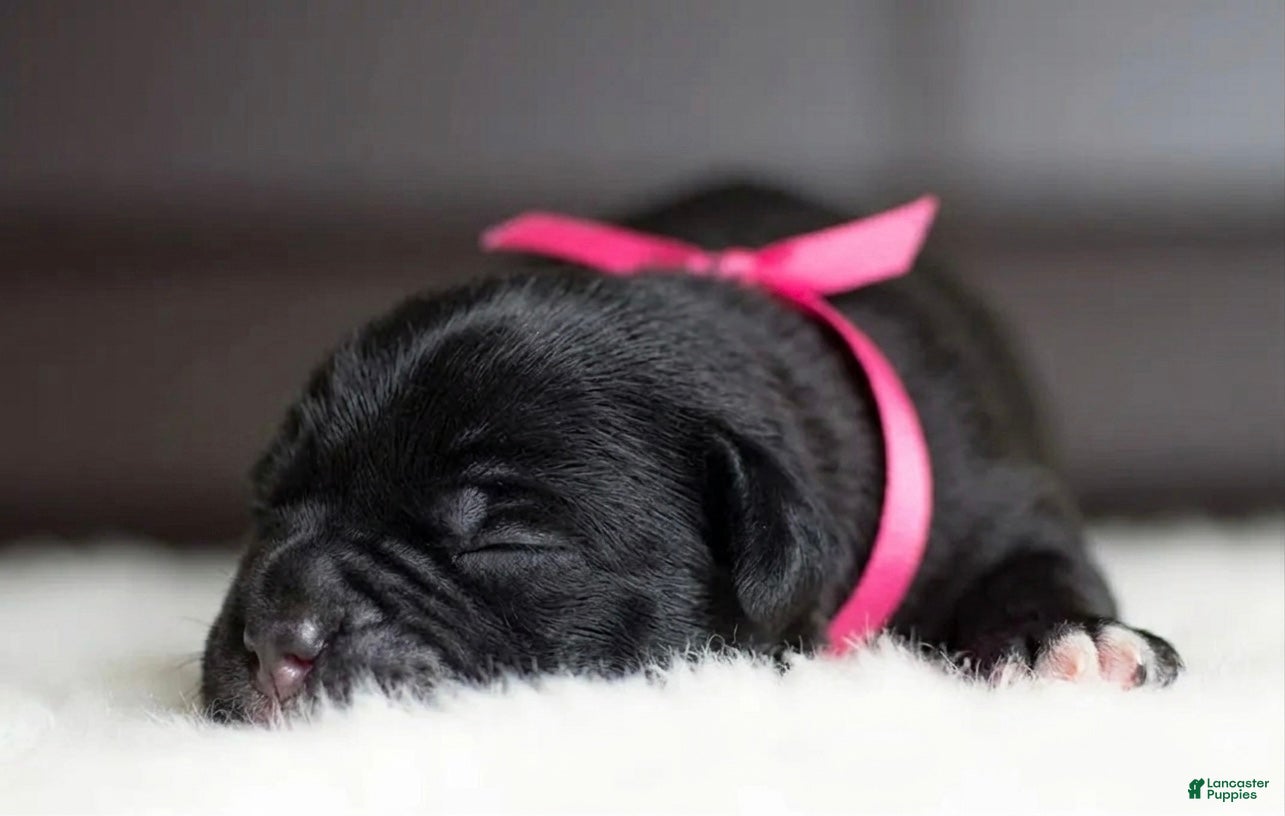 Cane Corso dogs Black Velvet Abyss Midnight Orchid - Ad 37
