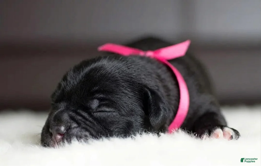 Cane Corso dogs for sale: Black Velvet Abyss Midnight Orchid - Ad 1