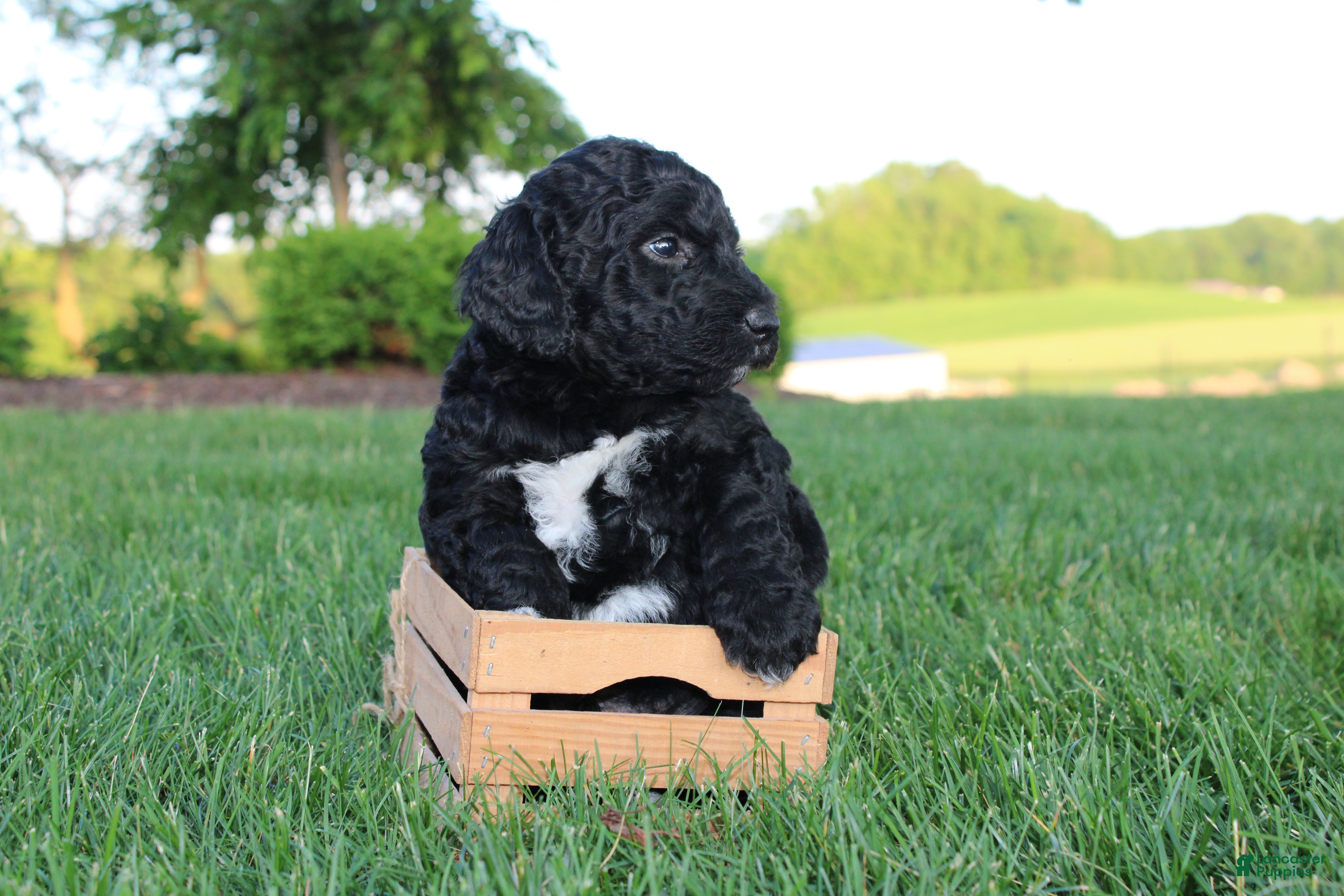 Mini Goldendoodle dogs Boe - Ad 2