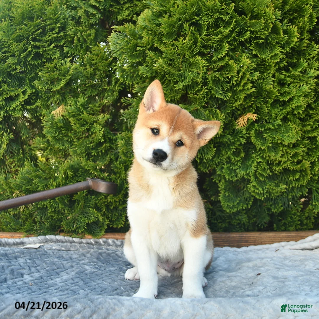 Shih Tzu dogs for sale: Buddy - Ad 2