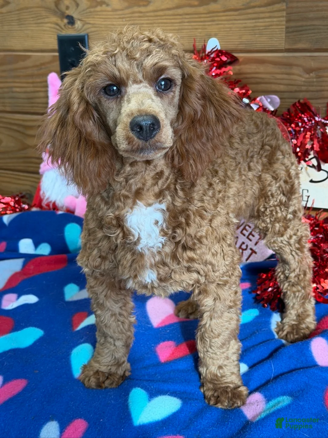 Toy Poodle dogs for sale: Atlas - Ad 3