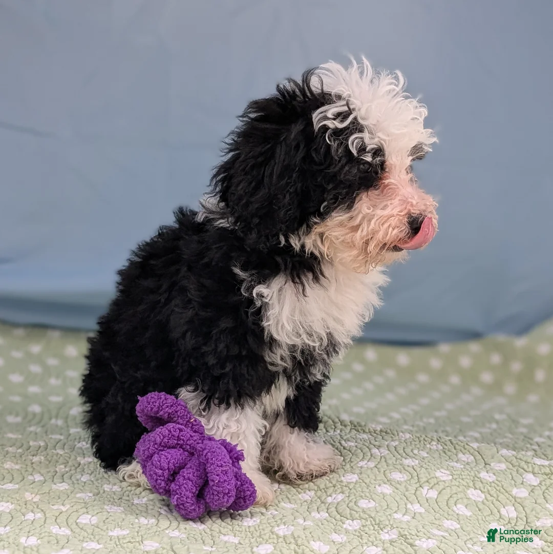 Mixed Breed dogs for sale: Paz (Peace) - Ad 5