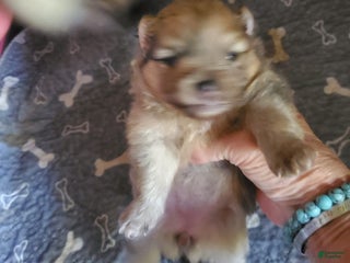 Pomeranian dogs - Ad 10