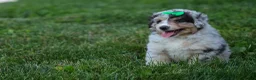 Miniature Australian Shepherd dogs for sale: LANDON [ new pictures] - Ad 29