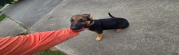 German Shepherd dogs for sale: German Shepherd 2 - Ad 4