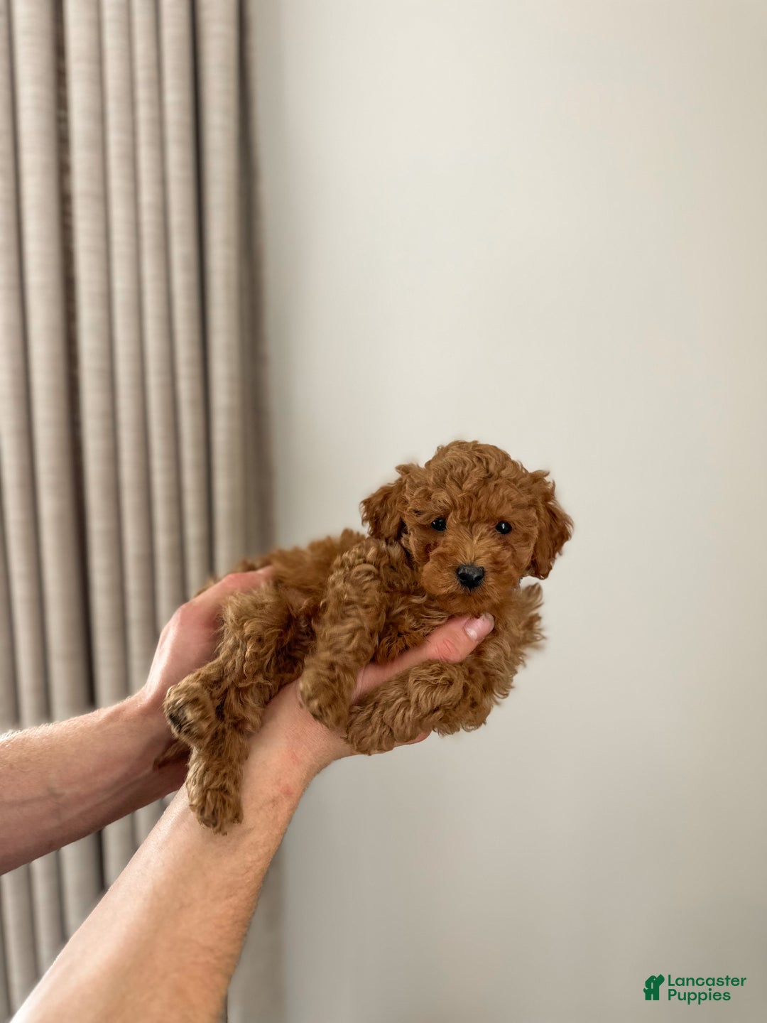 Mini Goldendoodle dogs for sale: Brookes - Ad 3