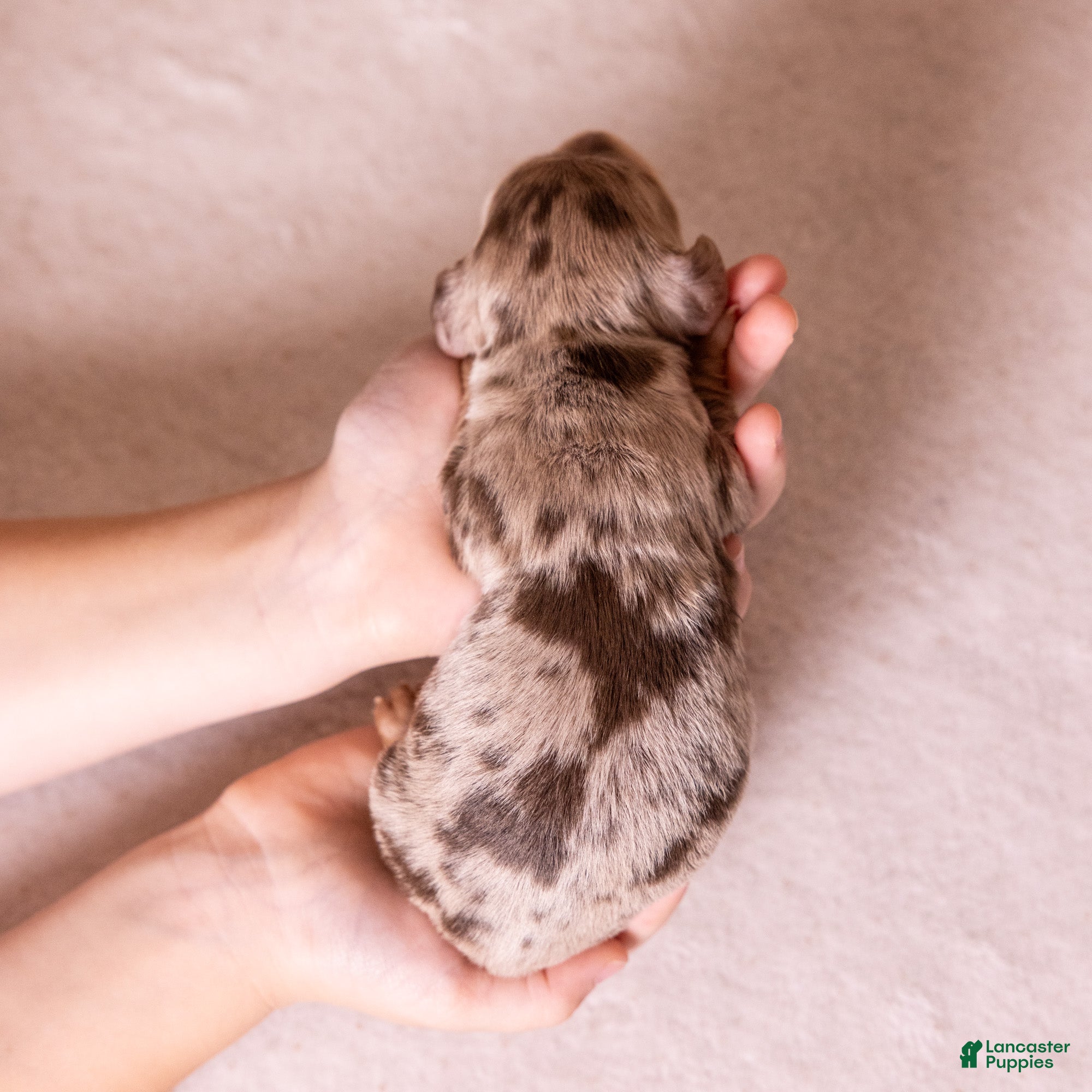 Miniature Dachshund dogs for sale: Conor - Ad 1