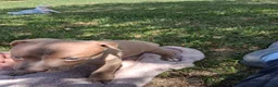 American Bully dogs for sale: American Bully 3 - Ad 3