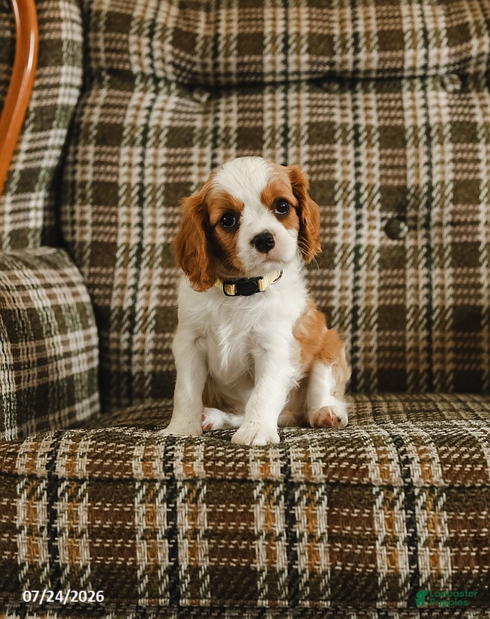 Cavalier King Charles Spaniel dogs for sale: Daisy - Ad 4