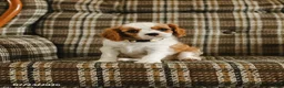 Cavalier King Charles Spaniel dogs for sale: Daisy - Ad 1