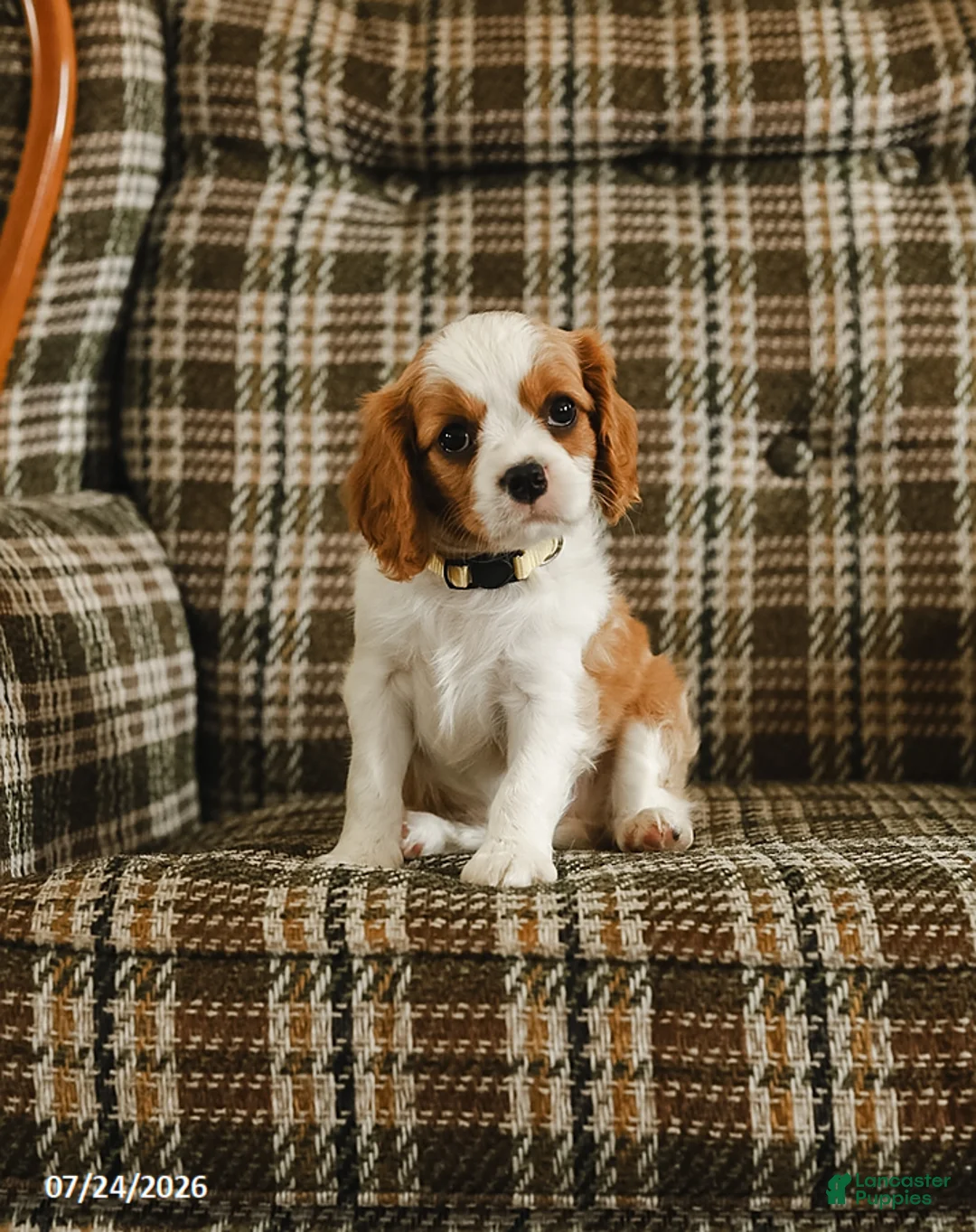 Cavalier King Charles Spaniel dogs for sale: Daisy - Ad 1