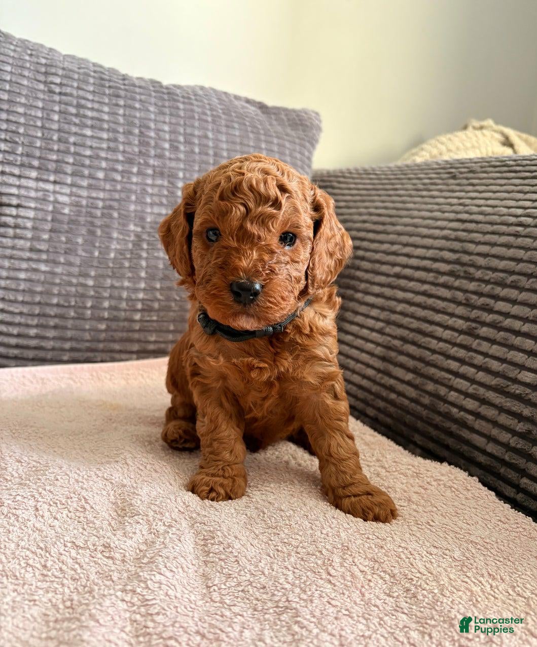 Cockapoo dogs Jaden  - Ad 19