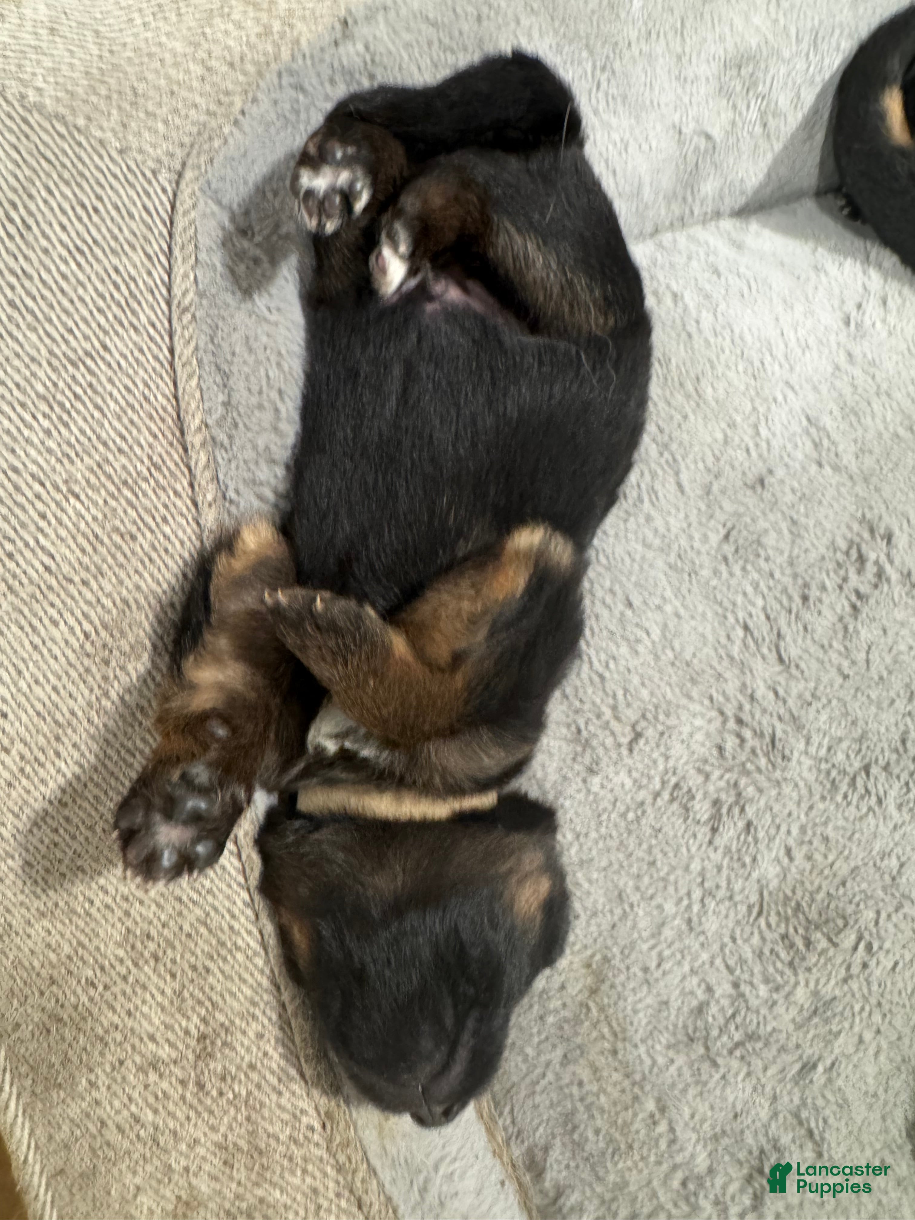 German Shepherd dogs Tan - Ad 1