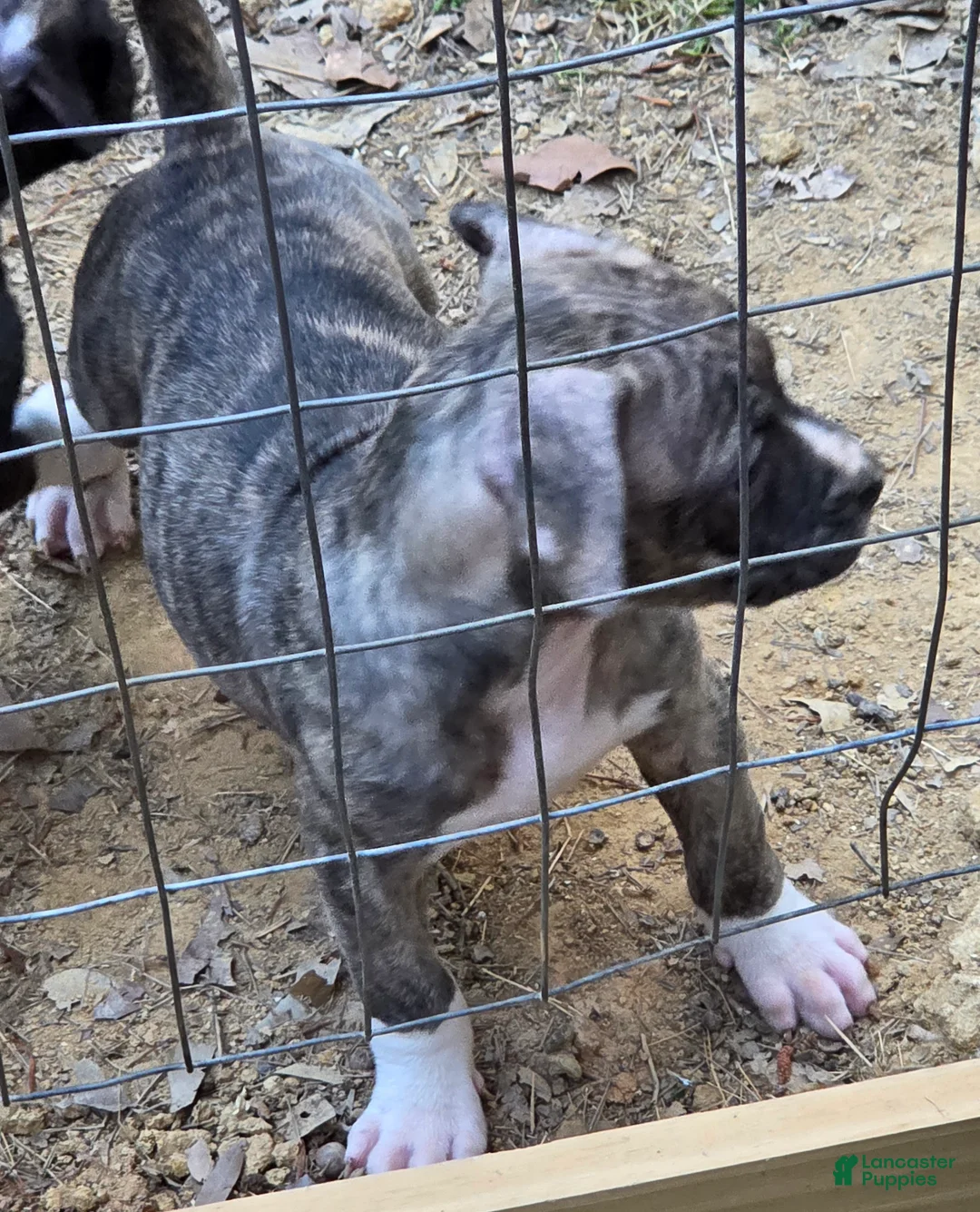 American Pit Bull Terrier dogs for sale: American Pit Bull Terrier Puppy 5 - Ad 1
