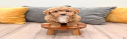 Mini Goldendoodle dogs for sale: Jenny - Ad 2
