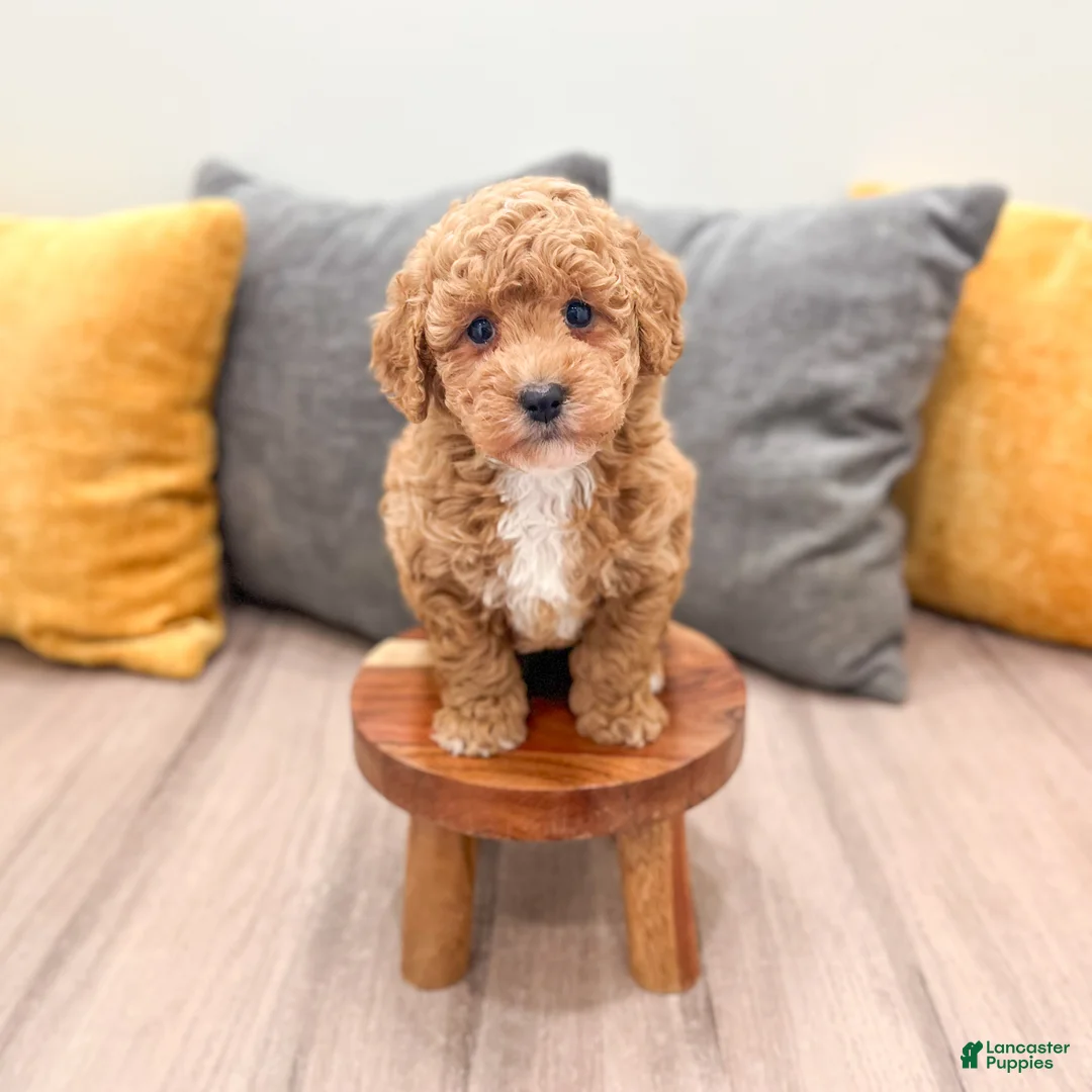 Mini Goldendoodle dogs for sale: Jenny - Ad 2