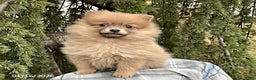 Pomeranian dogs for sale: Macey - Ad 3