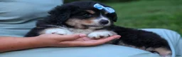 Miniature Australian Shepherd dogs for sale: LINCOLN - Ad 3
