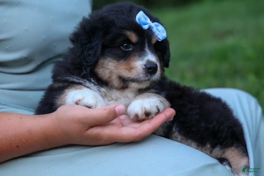 Miniature Australian Shepherd dogs for sale: LINCOLN [ new pictures] - Ad 1