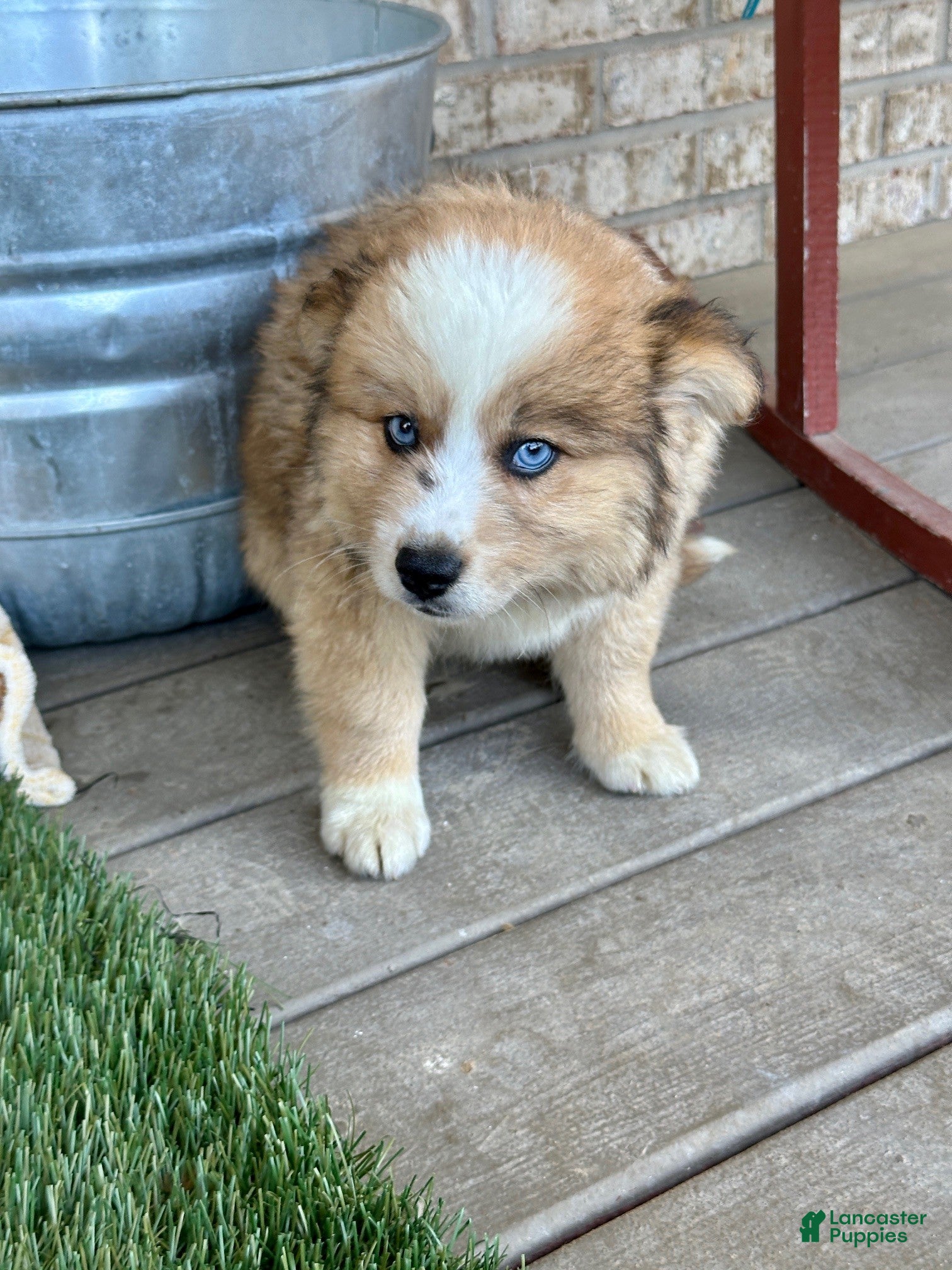 Pomsky dogs for sale: Chance - Ad 3
