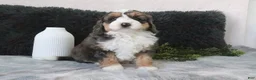 Mini Bernedoodle dogs for sale: Benson - Ad 4