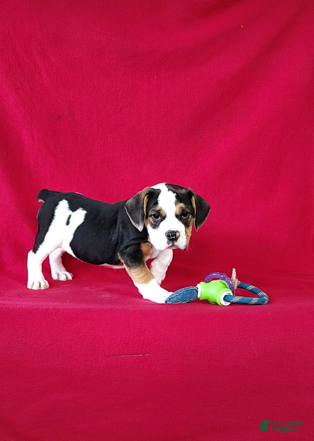 Beabull dogs Sally - Ad 2