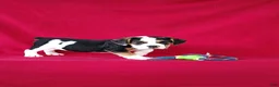 Beabull dogs for sale: Sally - Ad 2