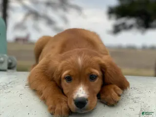 Mixed Breed dogs Blaze - Ad 28