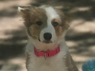 Border Collie dogs Suzy - Ad 28