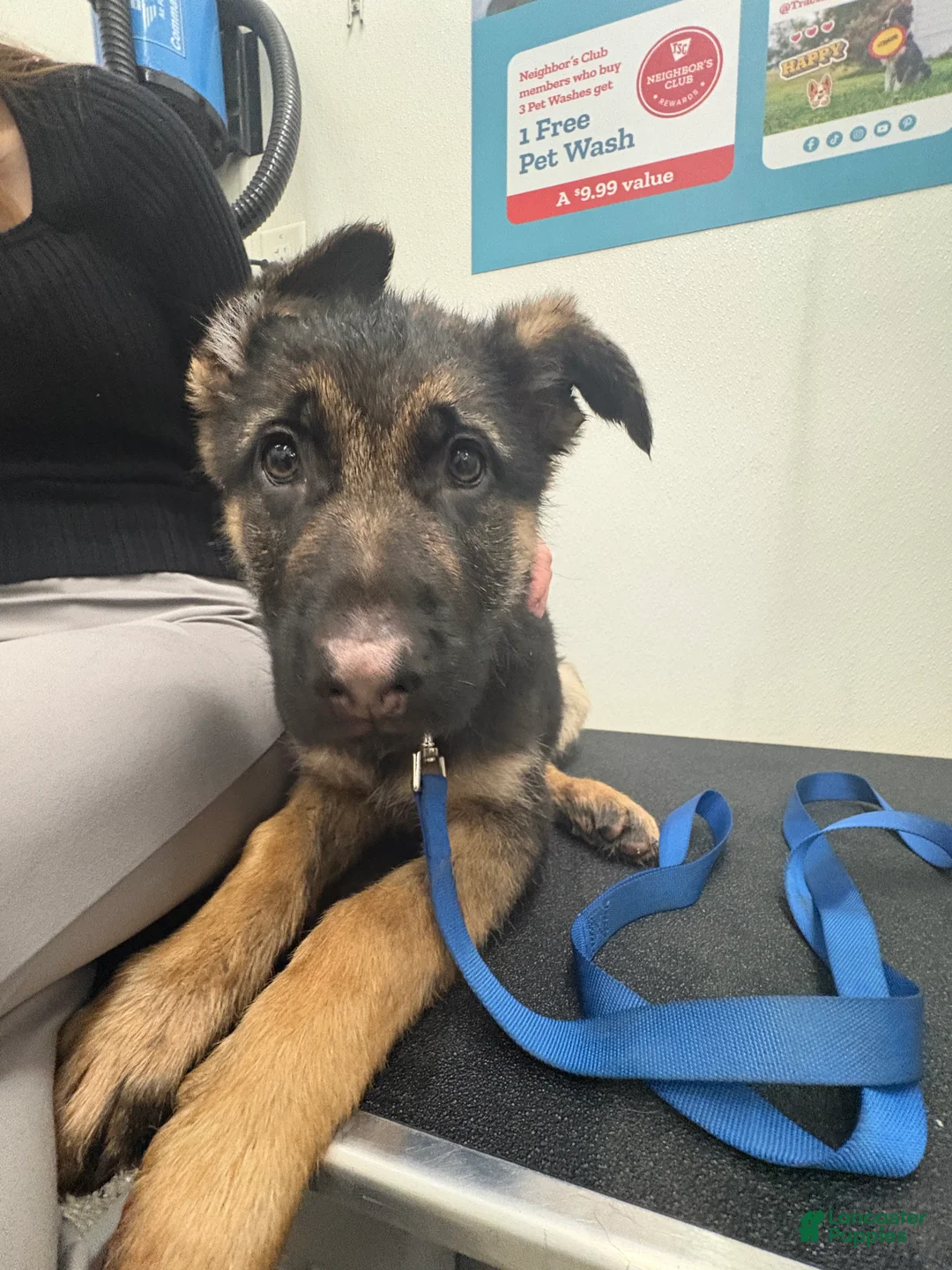 German Shepherd dogs for sale: German Shepherd Puppy 1 - Ad 3