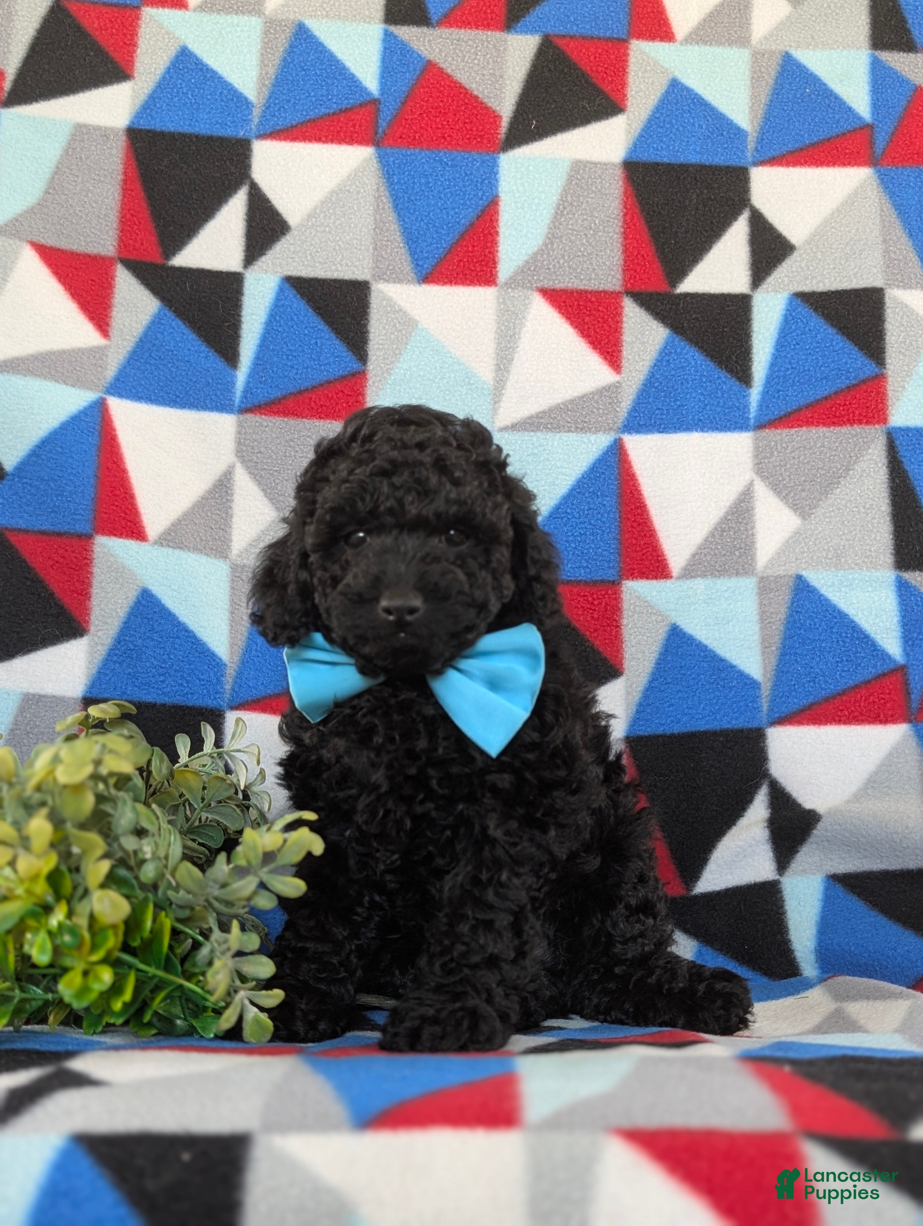Toy Poodle dogs Kimball - Ad 2