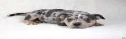 American Bully dogs for sale: Blue Tri Merle Female - Ad 2
