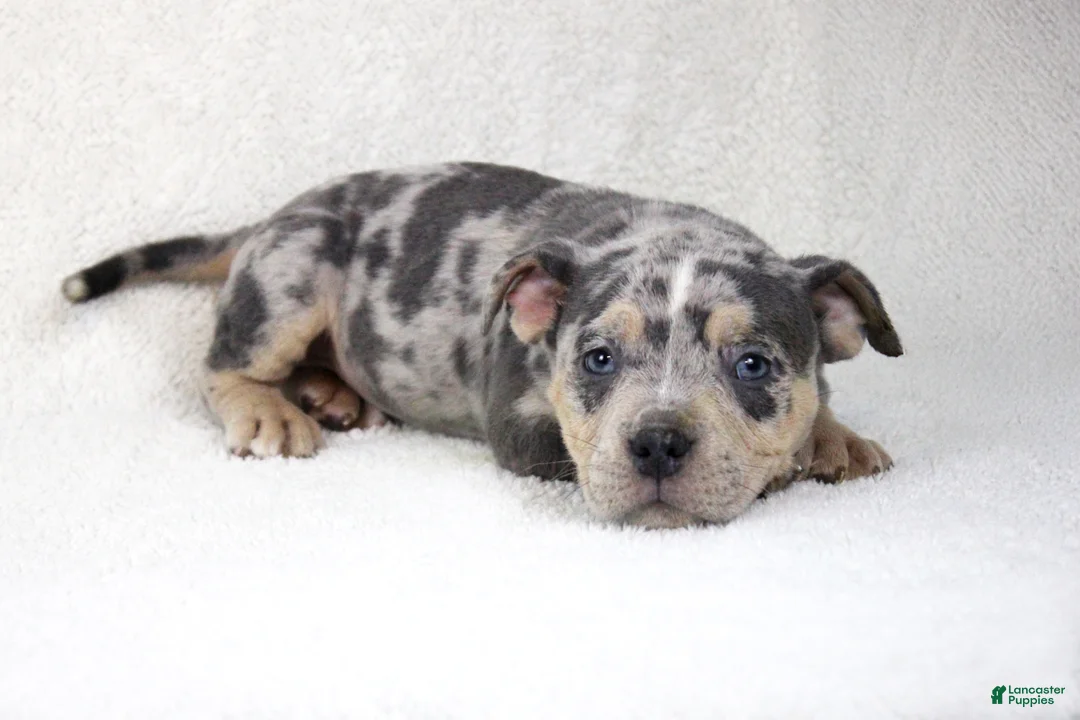 American Bully dogs for sale: Blue Tri Merle Female - Ad 2
