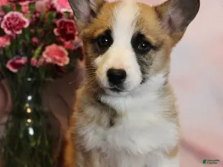 Welsh Corgi Pembroke dogs Tinsel Genetically CLEAR - Ad 12