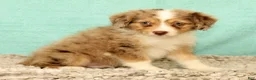 Mini Aussiedoodle dogs for sale: Lance - Ad 2