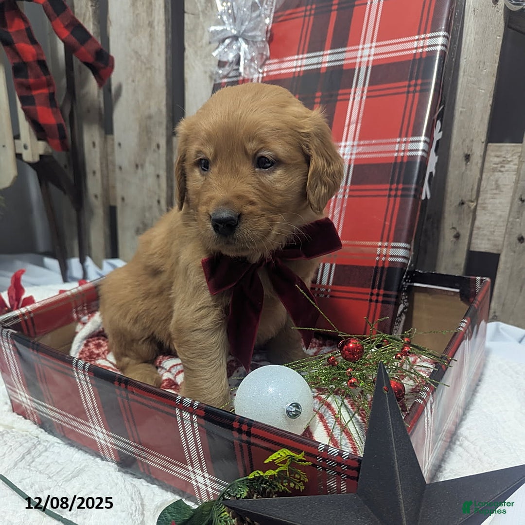 Golden Retriever dogs for sale: Star - Ad 3