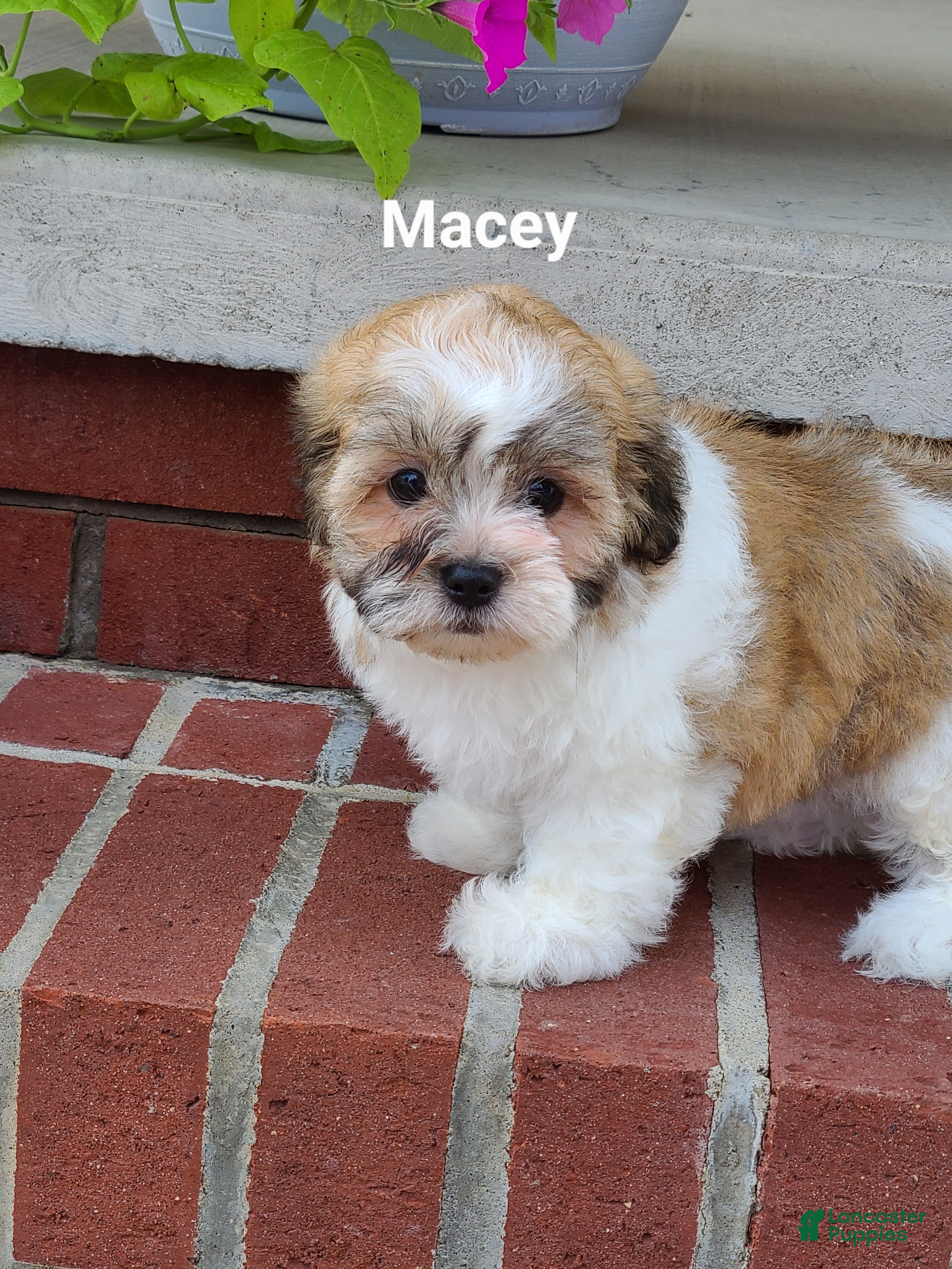 Teddy Bear dogs Macey  - Ad 2