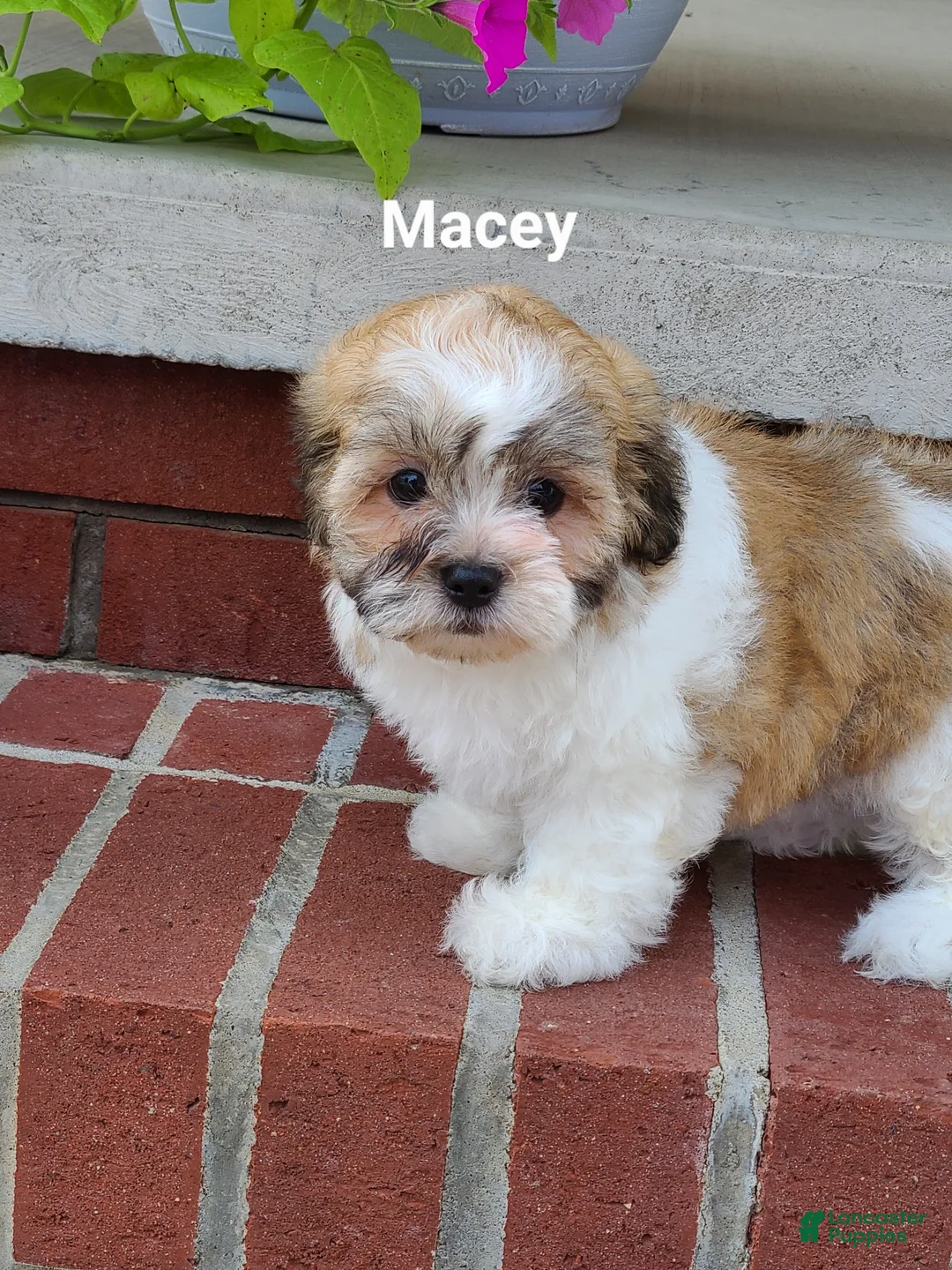 Teddy Bear dogs for sale: Macey  - Ad 2