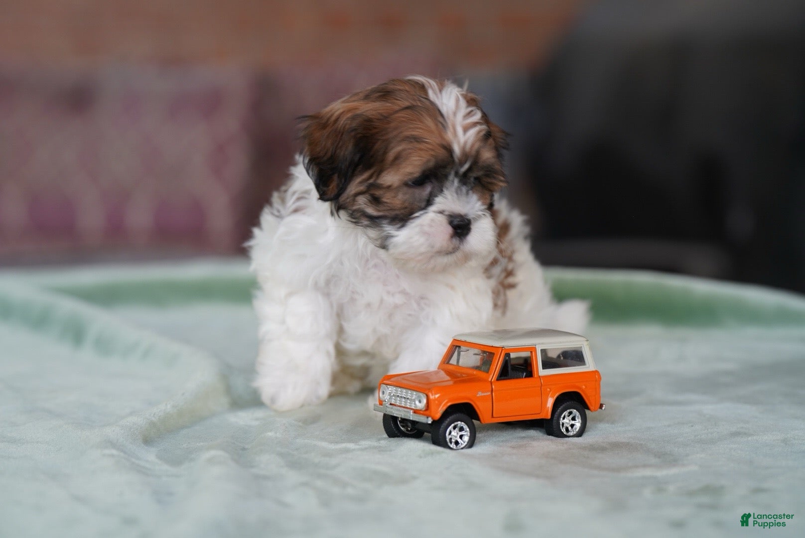 Shih Tzu dogs Male - Stetson - Ad 2