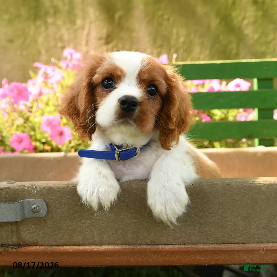 Cavalier King Charles Spaniel dogs for sale: Tommy - Ad 1
