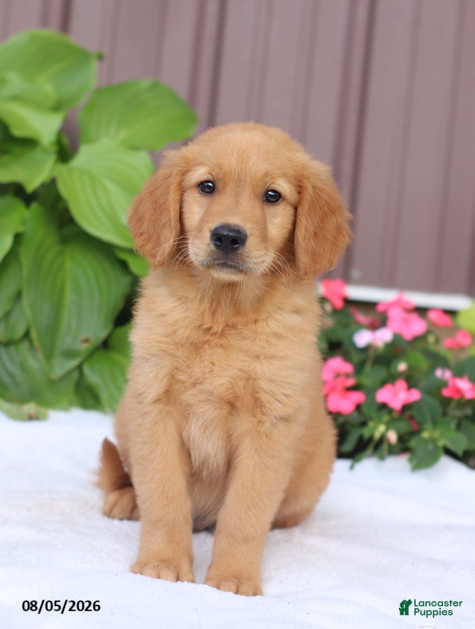 Golden Retriever dogs Teddy - Ad 1