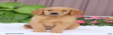 Teddy